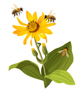 Bloem met bijen