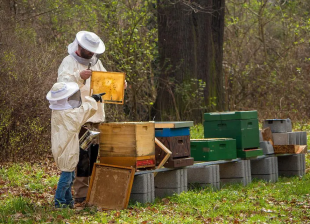 Pure natuurlijke rauwe honing uit Griekenland en Portugal