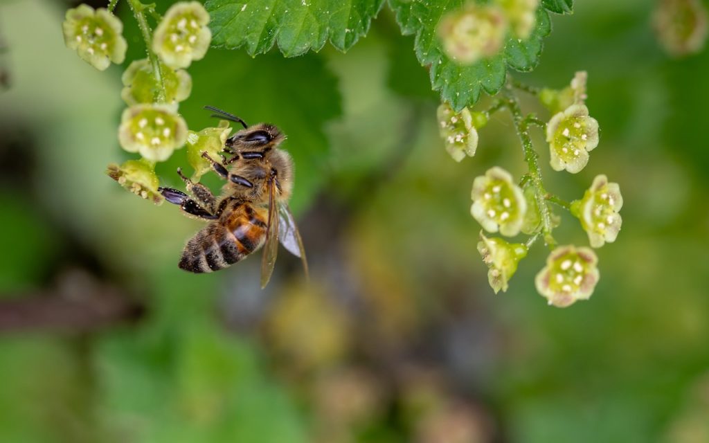 Honing bij